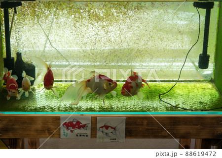 アクアマリンいなわしろカワセミ水族館の展示物 アクアマリンいなわしろカワセミ水族館の展示物 88619472