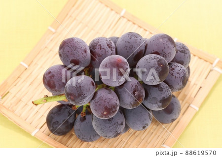 巨峰 大粒のブドウ 表面の白い粉 ブルーム 巨峰 大粒のブドウ 表面の白い粉 ブルーム 88619570