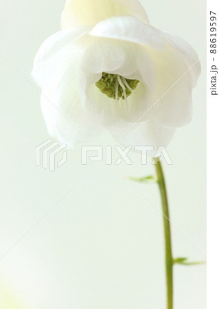 レンゲショウマ　白い花　山野草　明るい緑背景 88619597