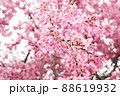 満開の桜　桜色の薫風 88619932