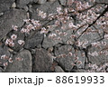 城に咲く桜　城壁とサクラ 88619933
