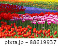 色とりどりのチューリップ 88619937