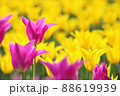 花開くチューリップ 88619939