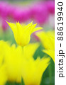 花開く黄色いチューリップ　縦 88619940