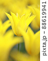 花開く黄色いチューリップ　アップ 88619941
