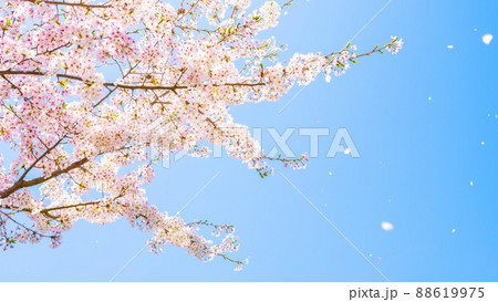 春 桜の花びらが散る風景 桜吹雪の写真素材