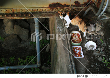 ホームレスのイメージに 橋の下で餌をもらう猫の写真 ホームレスのイメージに 橋の下で餌をもらう猫の写真 88620097