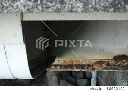 孤立・ホームレスイメージ　橋の下のノラ猫 88620102