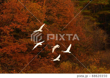 大池の白鳥 88620350