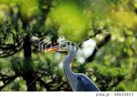松の木にとまるアオサギ 88620855