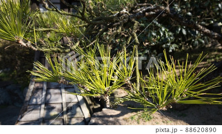 松の木 松の木 88620890