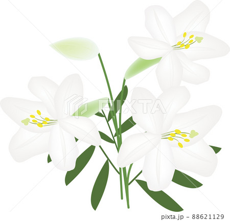 ユリの花 88621129