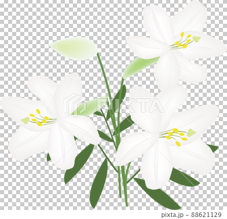 ユリの花 88621129