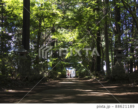 夏の参道 88621189