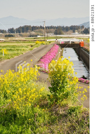菜の花蓼池 R4年春 菜の花蓼池 R4年春 88621391