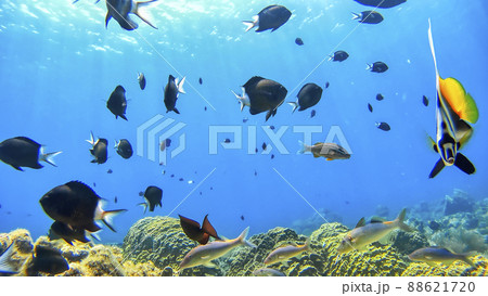 沖縄 阿嘉島のニシハマビーチ 水中写真 沖縄 阿嘉島のニシハマビーチ 水中写真 88621720