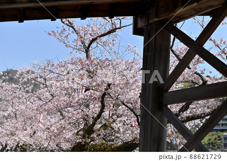 岩国市錦帯橋と桜 岩国市錦帯橋と桜 88621729
