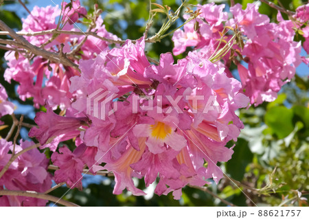 Flowering tree of Handroanthus impetiginosus (lat.Tabebuia impetiginosa) Flowering tree of Handroanthus impetiginosus (lat.Tabebuia impetiginosa) 88621757