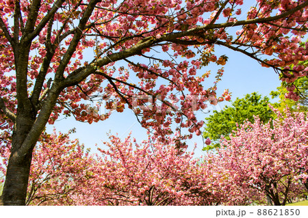 さくらの森パークの八重桜 88621850