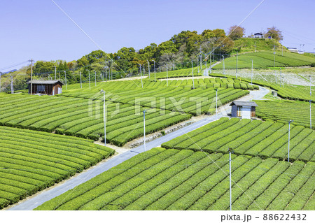 福岡県を代表するお茶の産地　美しい八女中央大茶園 88622432