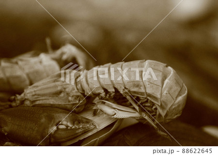 a close up the Dried seafood ,Small crab skin waste 88622645