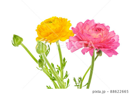 【ラナンキュラス】 (深度合成) 88622665