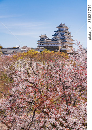 （兵庫県）世界遺産　姫路城　満開の桜、西の丸から望む天守 88622756