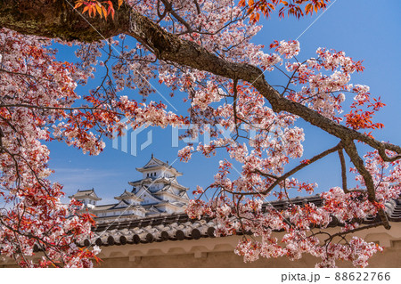 （兵庫県）世界遺産　姫路城　満開の桜、西の丸から望む天守 88622766