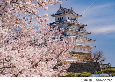 （兵庫県）世界遺産　姫路城　満開の桜、西の丸から望む天守 88622792