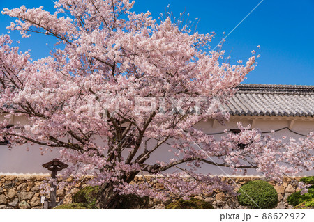 (兵庫県)世界遺産 姫路城 桜満開の西の丸庭園 (兵庫県)世界遺産 姫路城 桜満開の西の丸庭園 88622922