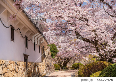 （兵庫県）世界遺産　姫路城　桜満開の西の丸庭園 88622926