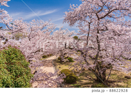 （兵庫県）世界遺産　姫路城　桜満開の西の丸庭園 88622928