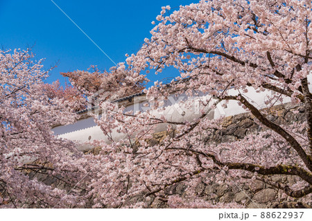 （兵庫県）世界遺産　姫路城　桜満開の西の丸庭園 88622937