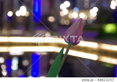 夜のチューリップ 88623257