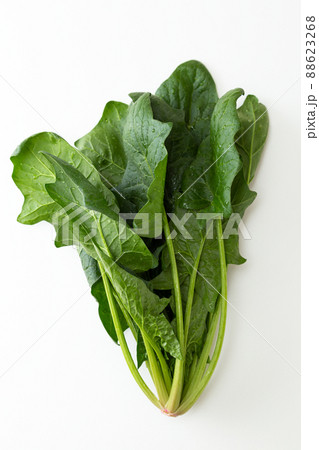 ほうれん草 白バック ほうれん草 白バック 88623268