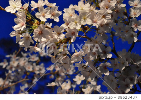 夜空を背景に咲く桜 夜空を背景に咲く桜 88623437