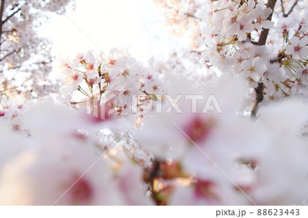 今年も庭の桜が咲きました 88623443