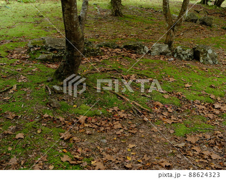 晩秋の滑床自然森林公園の落ち葉 晩秋の滑床自然森林公園の落ち葉 88624323