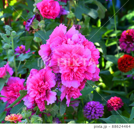 Terry flower Stock rose (Lat. Alcea rosea) or mallow of pale pink color Terry flower Stock rose (Lat. Alcea rosea) or mallow of pale pink color 88624464