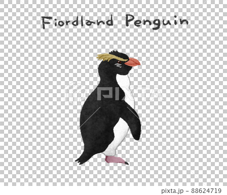 フィヨルドランドペンギン横向きの手描きイラスト素材 88624719