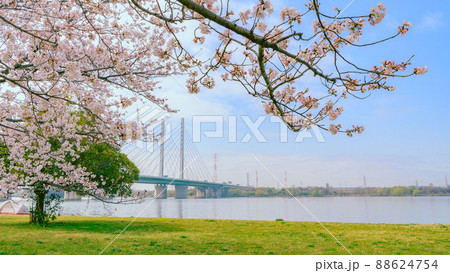 （埼玉県）快晴の空と桜・幸魂大橋 88624754
