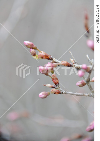 啓翁桜の蕾 啓翁桜の蕾 88625134