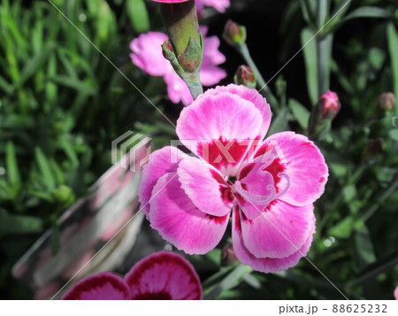 薄赤色の花 88625232