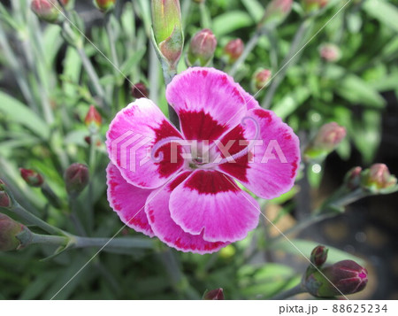 薄赤色の花 薄赤色の花 88625234