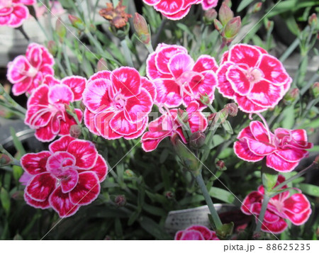 薄赤色の花 88625235