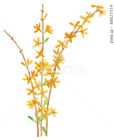 Forsythia suspensa レンギョウの花の水彩イラスト 88625554