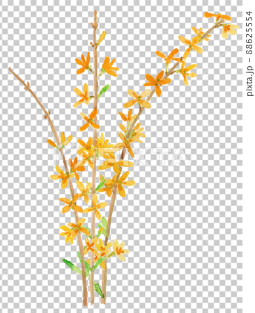 Forsythia suspensa レンギョウの花の水彩イラスト 88625554
