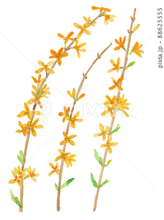 Forsythia suspensa レンギョウの花の水彩イラスト 88625555
