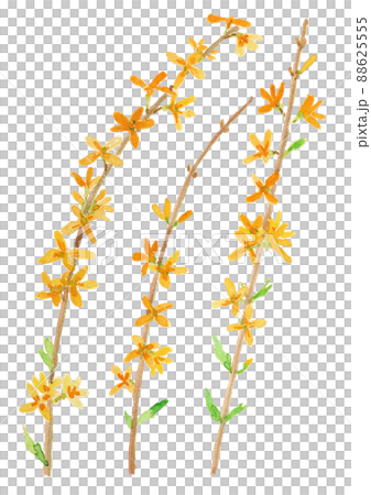 Forsythia suspensa レンギョウの花の水彩イラスト 88625555