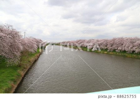 春の日本埼玉県蓮田市付近の元荒川河川敷に咲くソメイヨシノ(サクラ)の花 春の日本埼玉県蓮田市付近の元荒川河川敷に咲くソメイヨシノ(サクラ)の花 88625755